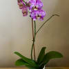 Beautiful purple speckled orchid plant.  Long lasting gift or home decor.