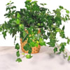 Potted ivy plant in a woven basket planter