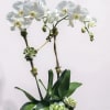 A graceful Two-stem white phalenopsis orchid presented in a modern decorative planter.