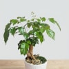 Bonsai is the Japanese art of cultivating trees and plants in small