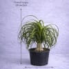 The Ponytail Palm is a striking architectural plant recognized for its thick
