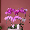 four stemmed two tier orchid planter, shaped in to two hearts, just