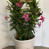 Beautiful Pink Mandevilla in a 10 inch container. 
