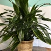 Large Carmen Plant in 10 in container. 