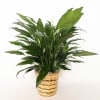 Potted peace lily in a woven basket planter