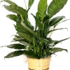 Potted peace lily plant in a woven basket