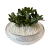 Jade plant in a clear glass pot with white stones.

Glass pot measurements