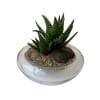 Spider aloe vera plant potted in a glass pot with natural rocks