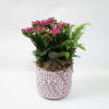 Potted flowering plant with bright seasonal blooms in a decorative ceramic pot