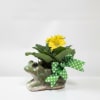 Brightly colored blooms in a whimsical ceramic frog planter with a green