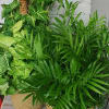 Large green plant... Let us choose for you!!