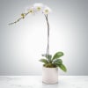 A single white Phalaenopsis orchid makes a quietly elegant gift for sympathy