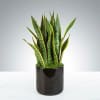 Tall, architectural snake plant makes a striking, low-maintenance gift for a housewarming