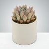 A compact succulent arrangement that feels both modern and comforting-perfect as a