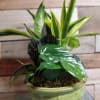 Potted green houseplant in a ceramic bowl