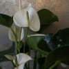 White anthurium plant with tall spadices and dark green leaves against a textured gold background
