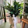 Potted green houseplant in a white angel-shaped ceramic planter