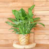 Potted green houseplant in a woven basket on a wooden stand