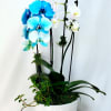 Tall blue and white phalaenopsis orchid plant in a white ceramic pot with trailing greenery.