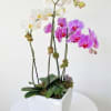 A sophisticated arrangement of multiple white and lavender orchid stems with lush