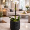 Elevate any space with the timeless elegance of our Ivory Bloom Orchid.