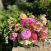 A garden mix to include these seasonal and luxurious beauties who are