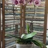 Two arching pink Phalaenopsis stems with lush foliage in a weathered metal