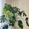 This monstera deliciosa is a big healthy plant, ready for its new