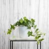 A trailing ivy plant cascades over the edges of a sleek white