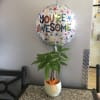 Potted plant with a 