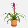 Potted bromeliad with pink flower spike in a terracotta pot