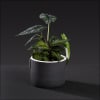 For the die hard plant lover. 
A black ceramic pot with white