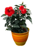 Potted tropical plant with bright red flowers in an orange and yellow striped ceramic pot