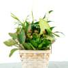 A timeless blend of easy-care green plants arranged in a stylish ceramic