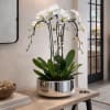 This elegant Triple White Phalaenopsis Cascade orchid arrangement creates a striking vertical
