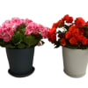 Your choice of Martha Washington Geranium or Begonia

Every plant will be hand