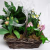 An exquisite mixture of flowering bulb plants and lush green plants artfully