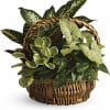 Basket of assorted green houseplants with a woven handle