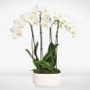 With Simple Beauty White Orchid Garden, you&rsquo;re giving peace, serenity, and love.