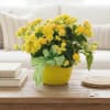 A sunny yellow blooming begonia plant makes a joyful Mother's Day gift