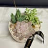 A petite succulent garden in a tan ceramic bowl. 
Dimensions: Approximately 6"
