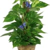 Potted green houseplant in a woven basket with blue butterfly accents