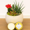 Succulent arrangement in a white round pot with a red cactus bloom