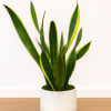 Snake plant in a white textured pot on a wooden surface