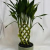 When it comes to gifts, this one&rsquo;s a keeper. Our fresh bamboo