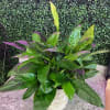 Potted tropical plant with broad green and purple-tinted leaves