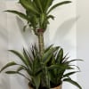 Tall potted dracaena plant in a woven basket