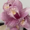 Pink orchid blooms with speckled centers