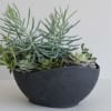 A sculptural cluster of assorted succulents brings calm modern style to any