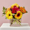 A fun little bouquet of gerbera daisies in a variety of colors